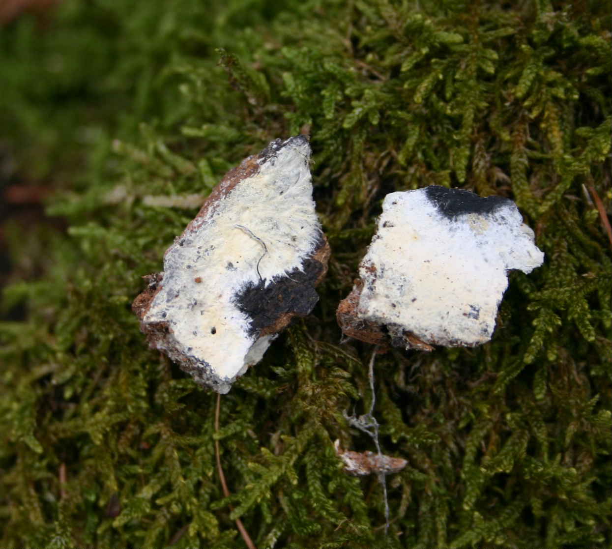 da determinare (Vararia ochroleuca)